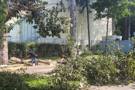 Cây xanh ở Công viên Tao Đàn gãy đổ làm 2 người tử vong, 3 người bị thương