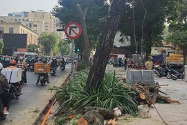 Quận 1 cam kết ngưng công trình nếu xâm hại đến cây xanh