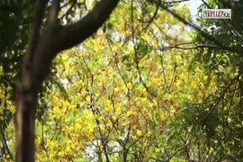 Video: Hoa lim xẹt vàng rực ở bán đảo Sơn Trà