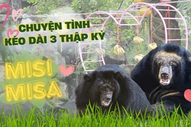 Video: Chuyện tình kéo dài 3 thập kỷ của gấu Misi và Misa tại Thảo Cầm Viên Sài Gòn