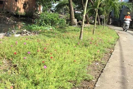 Dân có thể nhắn tin phản ánh tình trạng xả rác