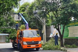 Công nhân đang cắt tỉa cây xanh ở TP.HCM. Ảnh: NGUYỄN CHÂU