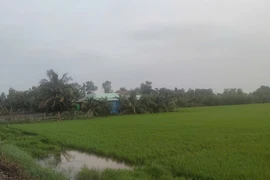 Chưa từng sử dụng đất nông nghiệp có được mua đất trồng lúa?