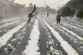 Mưa đá cực lớn tại Sơn La, sau 2 tiếng đá vẫn to bằng cái chén