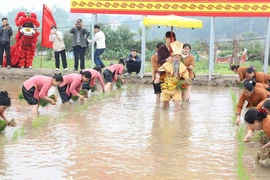 Tái hiện truyền thuyết Vua Hùng dạy dân cấy lúa
