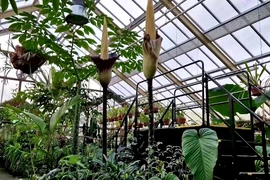 Cặp cây dương vật lần đầu tiên nở hoa ở Hà Lan. 
