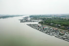 Hải Dương: Lồng nuôi cá phủ kín khúc sông, lái tàu gặp khó khi di chuyển