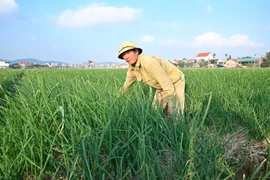 AI là đòn bẩy trong xúc tiến tiêu thụ nông sản