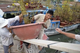 Clip: Nhà vườn chật vật đưa hoa kiểng tết lên bờ