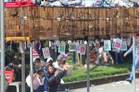 Clip: Liên hoan chim cảnh 2017 tổ chức tại TP Huế
