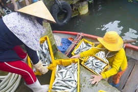 Clip: Ngư dân trúng đậm, lời hàng trăm triệu đồng
