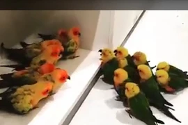 Bầy chim chia phe để... 'cãi nhau'