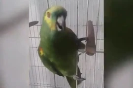 Chú vẹt cover bài hát kinh điển của Rihanna