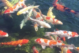 Vẻ đẹp mê hồn của cá Koi