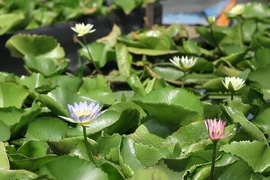1 cây hoa súng giá 2,5 triệu đồng