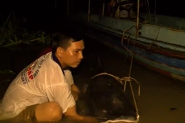 Ngư dân bắt được cá lăng hơn 100kg quý hiếm trên sông Tiền