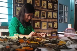 Người phụ nữ nuôi bướm để vẽ tranh ở Lâm Đồng