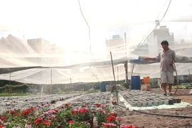 Sau bão số 9, các nhà vườn ở TP.HCM khẩn trương trồng hoa Tết