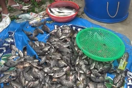 Người dân vớt hàng tấn cá nước ngọt dưới biển Đà Nẵng