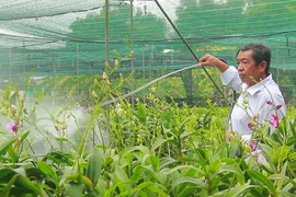 Clip: Các vựa hoa lan ở TP.HCM cháy hàng trước Tết