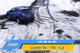 Video: Khoảnh khắc chó cứu bạn khỏi bánh xe tử thần