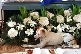 Video: Cảm động chú chó ngày ngày đợi bạn đã qua đời