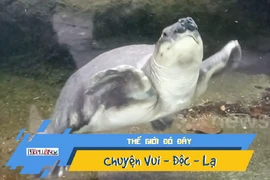 Video: Lạ lùng loài rùa mũi lợn 