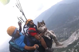 Video: Chó nhảy dù lượn ở độ cao hơn 1.000 m