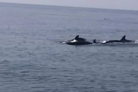 Video: Ngắm đàn cá heo hàng trăm con ở bờ biển Hội An