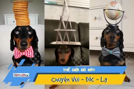 Chó gây sốt Instagram nhờ khả năng cân bằng kỳ lạ