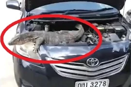 Chết điếng thấy thằn lằn mập ú, dài mét rưỡi trong động cơ xe