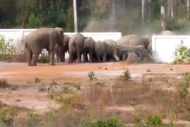 Bầy voi hoang dã đập vỡ bức tường để về rừng