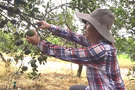 Tỷ phú trẻ tiết lộ bí quyết ép cam đẻ trái nghịch mùa