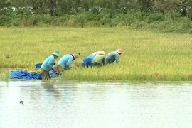 Video: Hàng trăm héc ta lúa bị ngập úng nghiêm trọng do mưa lớn kéo dài