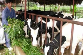 Giá sữa bò Việt Nam cao nhất thế giới