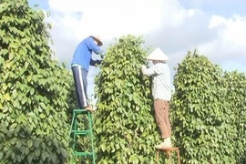 14 năm liên tục hạt tiêu Việt Nam giữ 'ngôi vương' thế giới