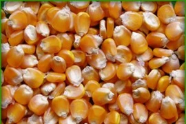 Việt Nam bỏ hàng tỉ USD mua bắp, đậu nành