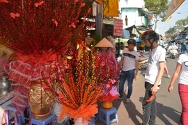 Nụ tầm xuân Trung Quốc chưng tết hút khách