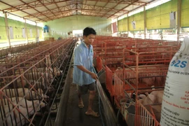 Người nuôi heo mất 30.000 tỉ, khẩn cấp 'giải cứu'