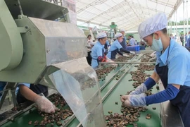 Sâu róm đỏ tấn công, nông dân trắng tay