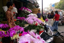 Hốt bạc hoa lan Tết bán 'đắt như tôm tươi'