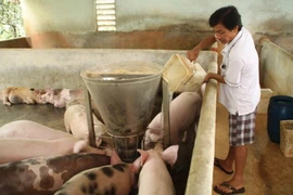 Giá heo bất ngờ tăng vọt sau thời gian dài rớt thê thảm