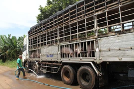 Heo Trung Quốc có 'chớp thời cơ vàng' chạy vào Việt Nam?