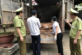 Sốc: Heo sống Trung Quốc chạy ồ ạt vào Việt Nam