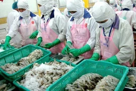 Tiền Trung Quốc mất giá khiến tôm Việt gặp khó 