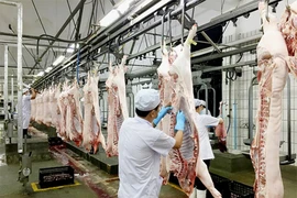 Giá heo hơi 'nhảy múa' liên tục, vọt lên 63.000 đồng/kg 