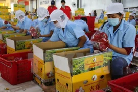 Chú ý khi bán trái cây sang Trung Quốc dịp tết