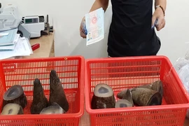 Phát hiện hơn 6 kg sừng tê giác cất giấu tinh vi 