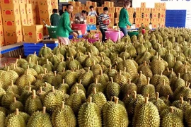 Sầu riêng xuất khẩu lao dốc, giảm gần 90%