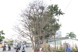 Xôn xao 'cụ' mai ngũ phúc hơn trăm tuổi giá 1,9 tỉ ở TP.HCM 